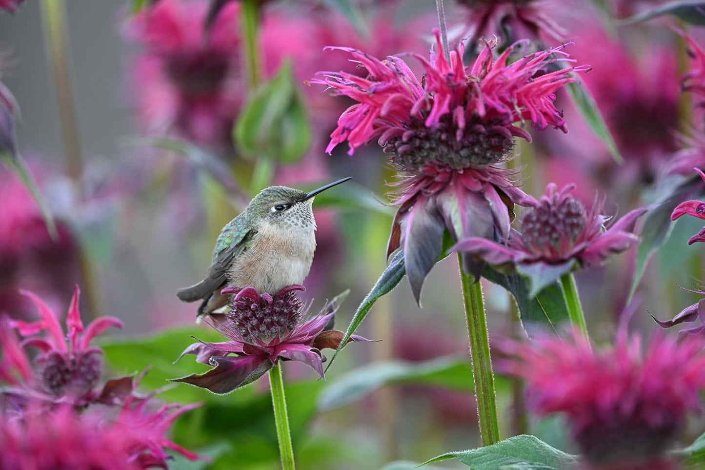 Nikon 20122 NIKKOR Z 600mm f/6.3 VR S Lens