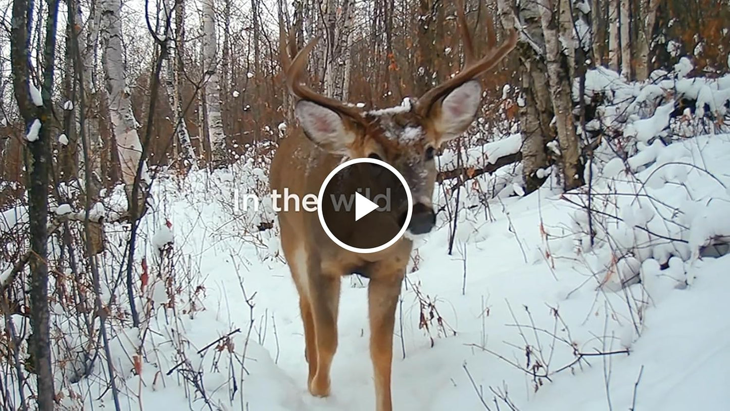 SanDisk SDSQUNR-032G Outdoors 32GB microSD Card 2-Pack for Trail Cams