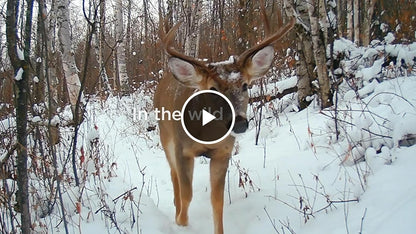 SanDisk SDSQUNR-032G Outdoors 32GB microSD Card 2-Pack for Trail Cams