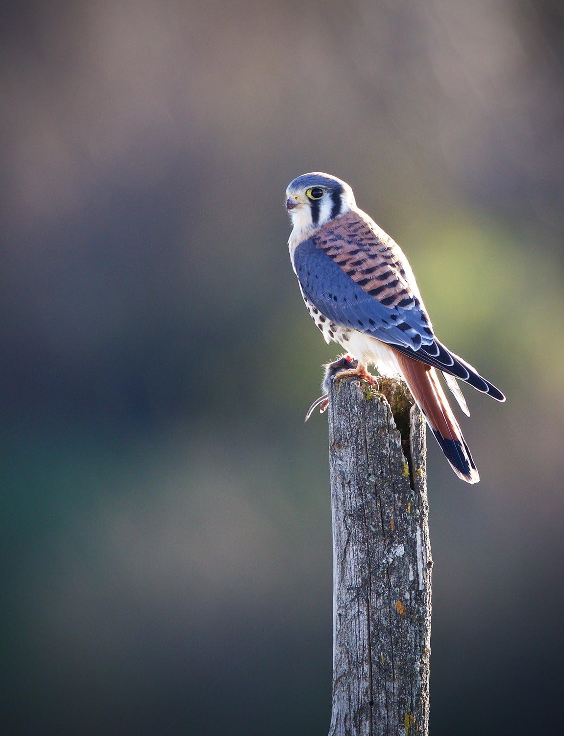 Sigma CRTSG150600CEOS 150-600mm Contemporary Zoom Lens (Refurbished)