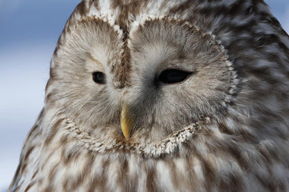 Canon 5137C009AA EOS R7 Mirrorless Camera with 18-150mm Lens