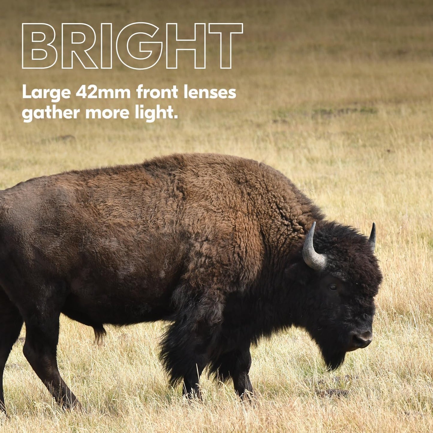 Nikon PROSTAFF P3 10x42 Waterproof Binoculars