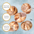 Roland RO601 Extra Large Snail Shells - 36 Count