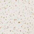 MSI AMZ-MD-00799-SAM Calacatta Gold Porcelain Tile Sample