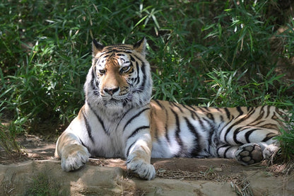 Nikon 20099 Z TELECONVERTER TC-2.0x Lens