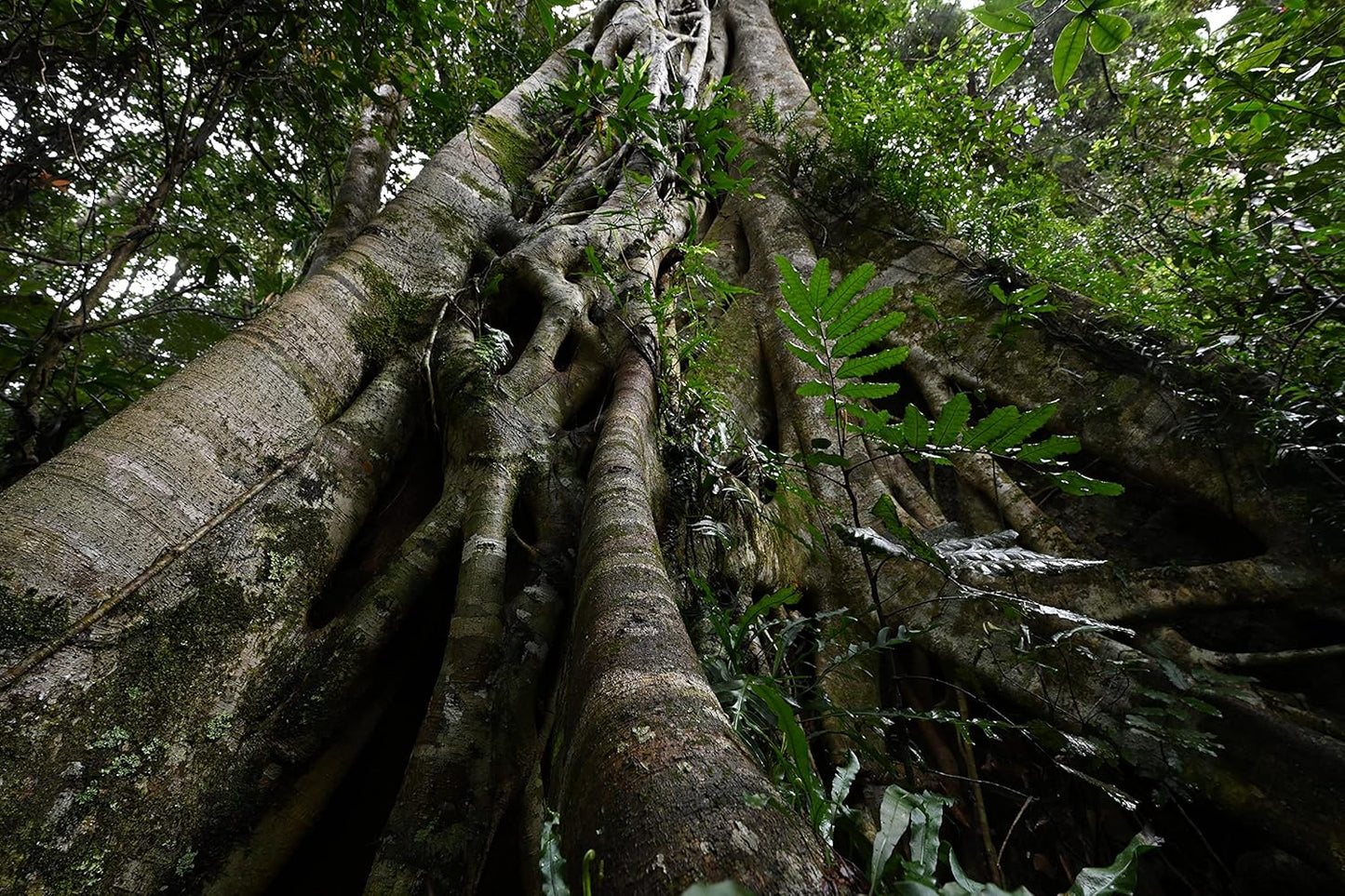 Nikon 20070 NIKKOR Z 14-30mm f/4 S Wide-Angle Lens