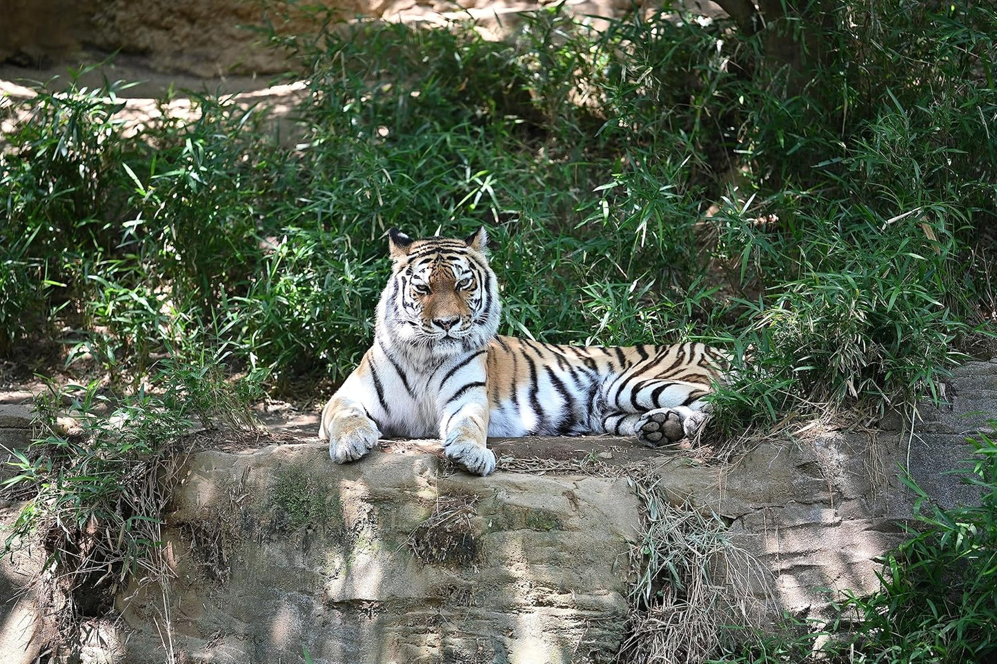 Nikon 20099 Z TELECONVERTER TC-2.0x Lens