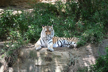 Nikon 20099 Z TELECONVERTER TC-2.0x Lens