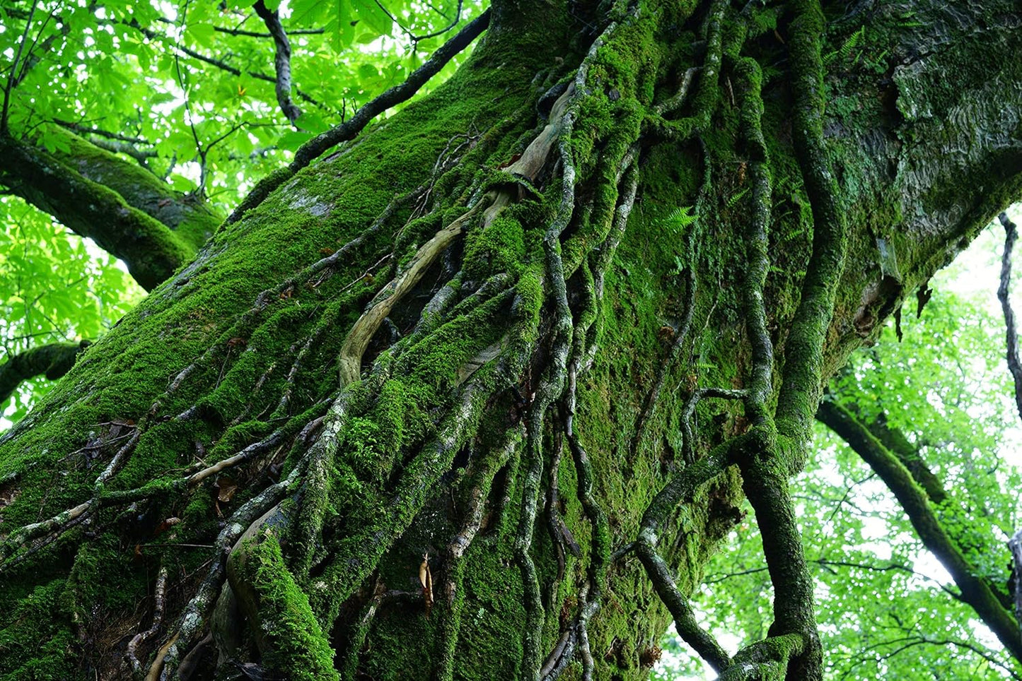 Sony SEL55F18Z-cr 55mm Full Frame Lens (Renewed)